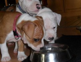AMSTAFF - A