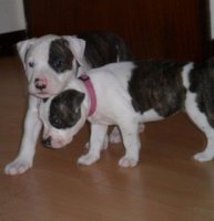 AMSTAFF - A