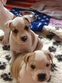 AMSTAFF - B