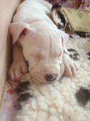 AMSTAFF - B
