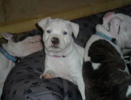 AMSTAFF - A
