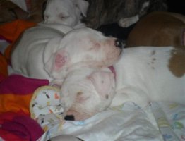 AMSTAFF - A