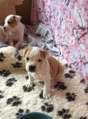 AMSTAFF - B