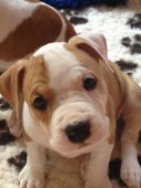 AMSTAFF - B